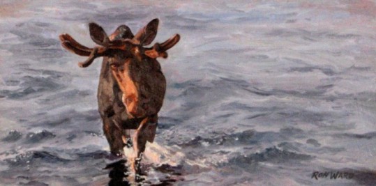 Mew Lake Moose