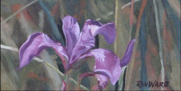Orchid