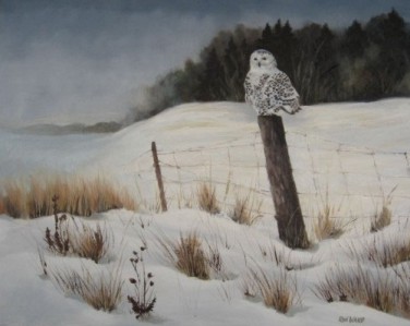 Snowy Owl